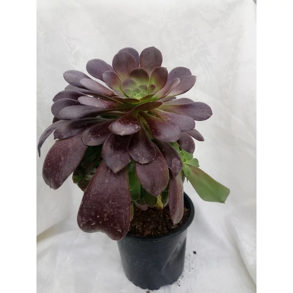 Fatermetű kövirózsacserje (Aeonium arboreum)